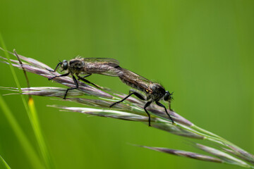 fly on leaf