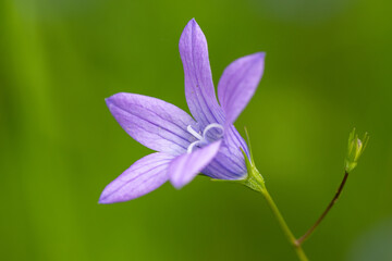 Bellflower (Campanula) is a large genus of plants from the bellflower family. They are perennial or, more rarely, annual herbs with alternate, simple leaves and bell-shaped to funnel-shaped flowers.