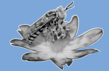close up side view of bee on flower pixelate grayscale color halftone dotted texture style collage element isolated on blue background