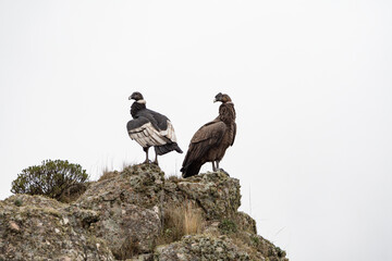 Pareja de cóndores andinos, posados en la ladera rocosa de montaña