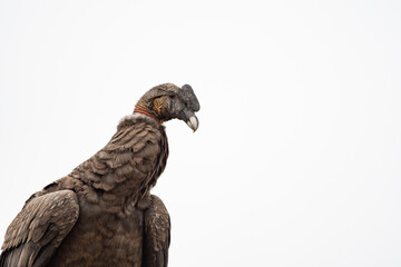 Cóndor andino macho, cuerpo completo detenido horizontal cielo blanco