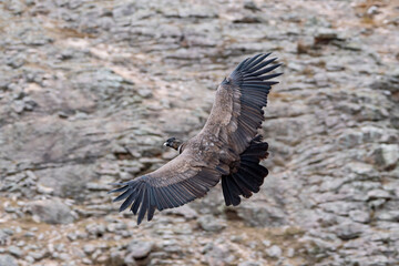 Cóndor andino macho en vuelo vista superior