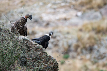 Pareja de cóndores andinos, posados en la ladera rocosa de montaña, hembra mira cámara