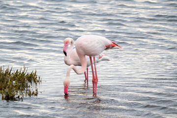 Friendly flamingos looking for food underwater in the lake