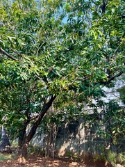 Mango tree with lush leaves and fruit, in a garden from Indonesia. With a bright blue sky background