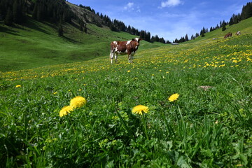 Peaceful Cow Grazing on a Dandelion Field in a Rolling Green Meadow
