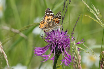 Painted Lady (Vanessa Cardui) Butterfly sitting on a pink scabiosa in Zurich, Switzerland