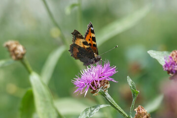 Small tortoiseshell butterfly (Aglais urticae) sitting on a pink scabiosa in Zurich, Switzerland