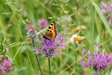 Small tortoiseshell butterfly (Aglais urticae) sitting on a pink scabiosa in Zurich, Switzerland