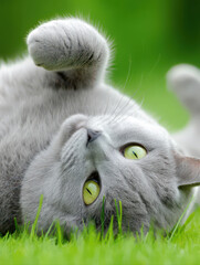 A little cat is rolling on the grass