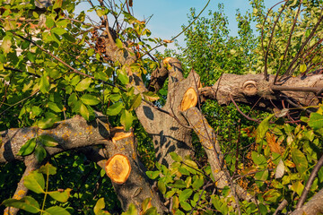 The trunk and branches of a walnut tree were cut with a saw. The tree was cut down