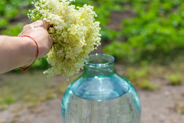 champagne from elder flowers. Selective focus.