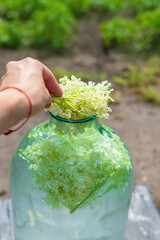 champagne from elder flowers. Selective focus.