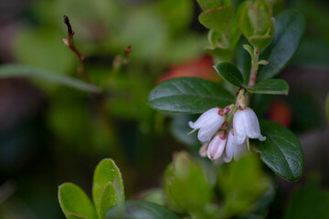 Lingonberry Vaccinium vitis-idaea, with pending white bell-shaped flowers. Partridgeberry Vaccinium vitis-idaea a flowering plant in the heath family Ericaceae. 