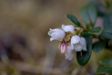 Lingonberry Vaccinium vitis-idaea, with pending white bell-shaped flowers. Partridgeberry Vaccinium vitis-idaea a flowering plant in the heath family Ericaceae. 