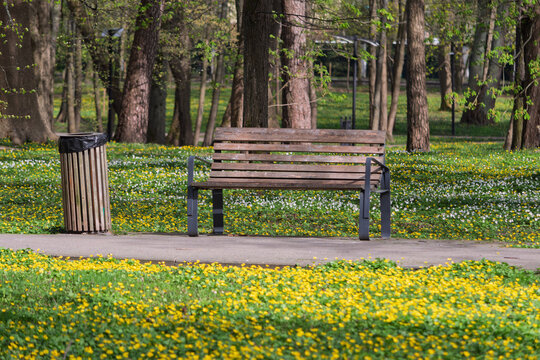 Empty park bench and wooden trash bin on a pathway surrounded by blooming yellow and white spring flowers in a peaceful green urban park.