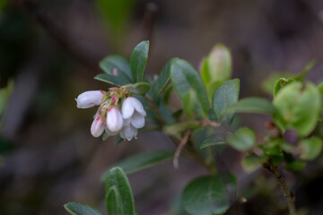 Lingonberry Vaccinium vitis-idaea, with pending white bell-shaped flowers. Partridgeberry Vaccinium vitis-idaea a flowering plant in the heath family Ericaceae. 