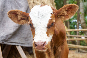 Close-Up Portrait of a Young Calf