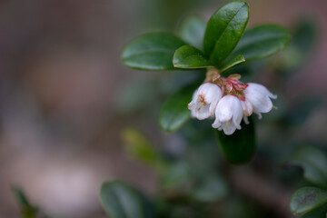 Lingonberry Vaccinium vitis-idaea, with pending white bell-shaped flowers. Partridgeberry Vaccinium vitis-idaea a flowering plant in the heath family Ericaceae. 