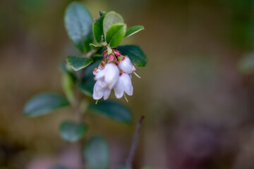 Lingonberry Vaccinium vitis-idaea, with pending white bell-shaped flowers. Partridgeberry Vaccinium vitis-idaea a flowering plant in the heath family Ericaceae. 