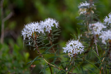 Rhododendron tomentosum (syn. Ledum palustre), commonly known as Marsh Labrador tea, northern Labrador tea or wild rosemary