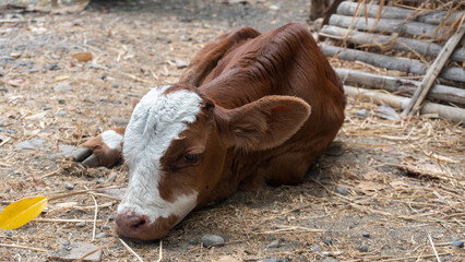 Baby Calf Lying on the Ground