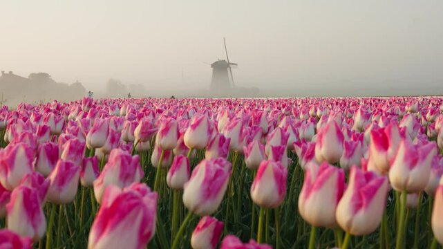 ost in Bloom: A Peaceful Escape into the Heart of Dutch Floral Paradise at Dawn

