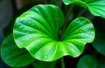 Lush green leaf showcasing vibrant textures in a serene indoor garden setting during daylight