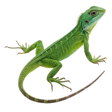 full body of a green lizard png reptile animal png green gecko png wildlife full view png transparent background image
