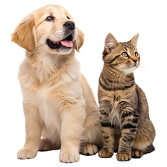 golden retriever puppy and tabby cat sitting together png pet duo png friendly dog and cat png animal companionship png transparent background image