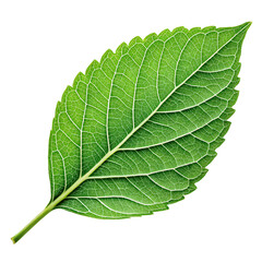 Obraz premium green leaf close up png botanical leaf macro png detailed foliage png nature texture png transparent background image