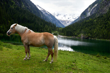 Pferd auf Wiese an Stausee im Stillup tal Zillertal