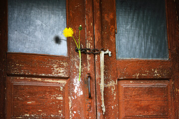 Old door with peeling paint and dandelion flowers inserted into the lock hole. Rural area. Western...