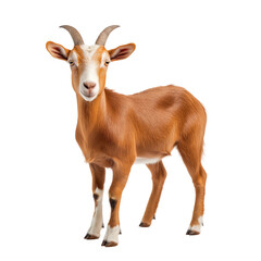 Obraz premium Cute Goat Standing isolated on white or transparent background, png. Easy to place on any other background
