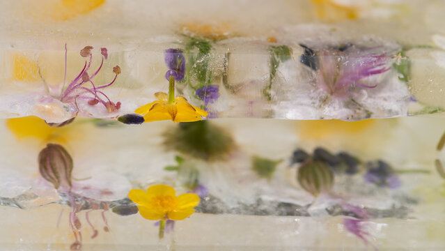 frozen colorful flowers from the field giving watercolor background effect