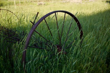 wheat field with forgotten plow