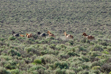 Obraz premium wild horses kicking up dust on the trail