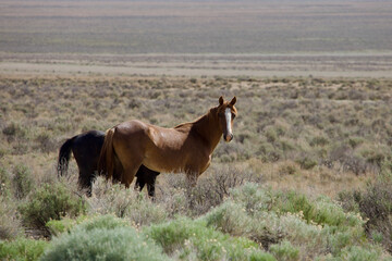Fototapeta premium herd of wild horses in the desert