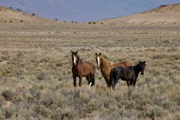 Wild horses foraging across the Nevada desert