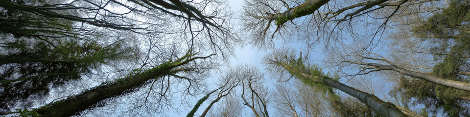 Fototapeta premium A forest with trees in the background and a blue sky. The trees are tall and the sky is clear