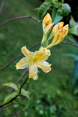 Fototapeta premium A yellow azalea flower is blooming in the garden against a background of green bushes