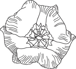 Tulip flower outline hand-drawn illustration in minimalist style. Line art botanical sketch, doodle. Great for wedding decor, invitation, happy birthday cards, textile design, colouring books