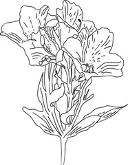 Peruvian lily flower outline hand-drawn illustration in minimalist style. Line art botanical sketch, doodle. Great for wedding decor, invitation, happy birthday cards, textile design, colouring books