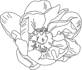 Poppy seed flower outline hand-drawn illustration in minimalist style. Line art botanical sketch, doodle. Great for wedding decor, invitation, happy birthday cards, textile design, colouring books