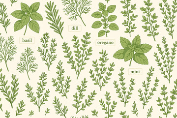 Exploring different culinary herbs with labels such as basil, dill, oregano, and mint showcased in a detailed botanical illustration