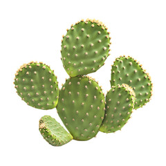  prickly pear cactus
