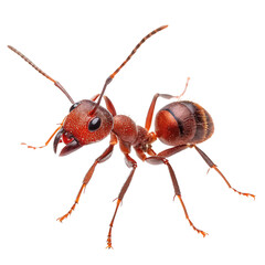Fototapeta premium red ant close up full body png macro insect png tiny ant portrait png crawling red ant png transparent background image