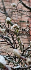 Snow on trees 