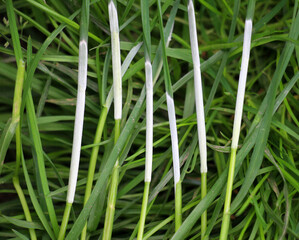 Grass affected by the Epichloë fungus