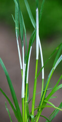 Grass affected by the Epichloë fungus